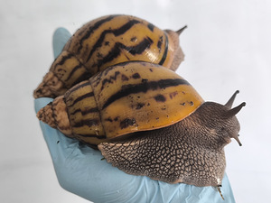 Achatina Achatina (9 foto / 10)