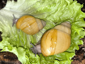 Achatina/archachatina (4 foto / 10)