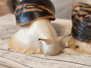 Achatina/archachatina (3 foto / 10)
