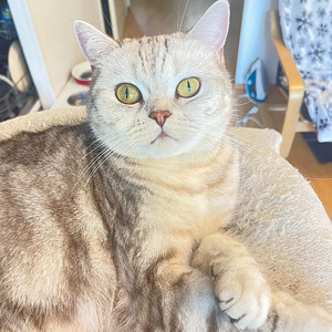 Myydän kissa (3 valokuva sivusta 5)