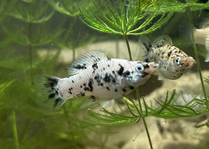 Kala Molly (4 foto / 8)