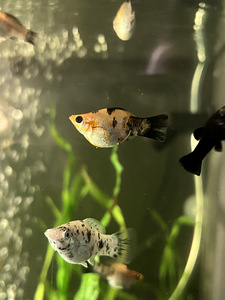 Kala Molly (5 foto / 8)