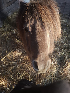 Poni poiss Einstein (4 foto / 4)