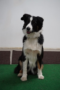 Miniatyyrikokoisia amerikkalaisen paimenen pentuja. (2 valokuva sivusta 4)