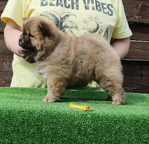 Chow chow pentu (3 valokuva sivusta 4)