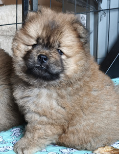 Chow chow pentu (4 valokuva sivusta 4)