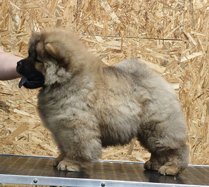 Chow chow pentu (4 valokuva sivusta 4)