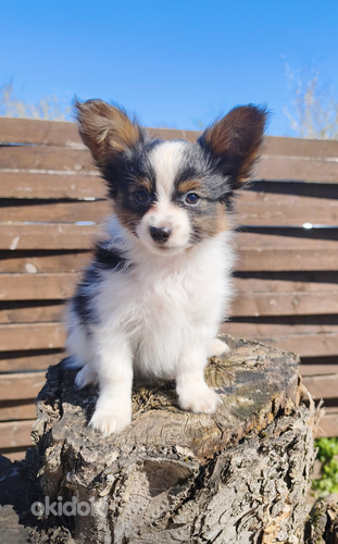 Papillon pennut