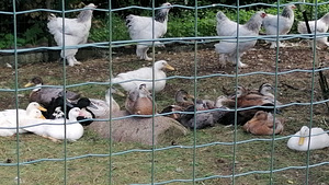 Müüme Türgi Brahma tibusid (2 foto / 2)
