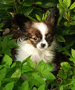 Papillon (2 foto / 5)