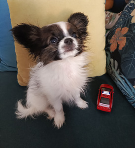 Papillon (4 foto / 5)