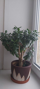 Rahapuu (3 foto / 3)