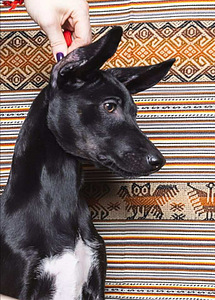 Peru Kails suns (4 foto no 10)