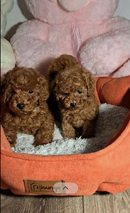 Toy poodel (1 foto / 3)