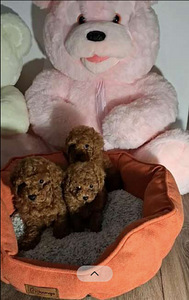 Toy poodel (3 foto / 3)