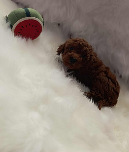 Toy poodle (3 foto / 7)