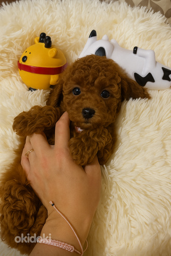 Toy poodel