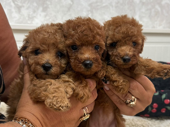Maltipoo