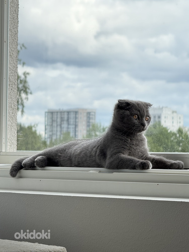 Kissapentu Boy Kitten