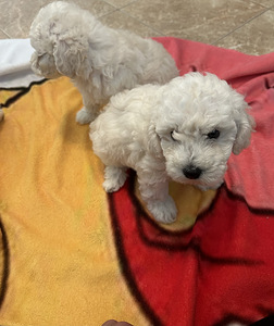 Maltipoo pentuja (2 valokuva sivusta 3)