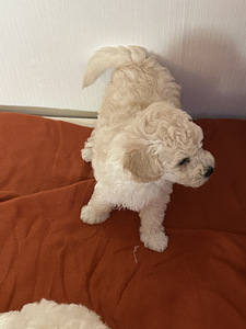 Maltipoo pentuja (3 valokuva sivusta 3)