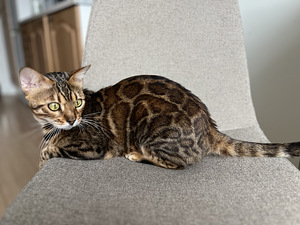 Bengali kissa