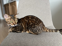 Bengali kissa