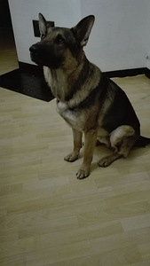 Saksanpaimenkoira pentue (3 valokuva sivusta 7)