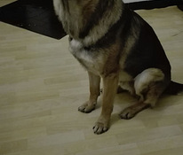 Saksanpaimenkoira pentue