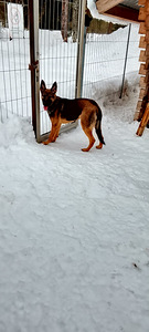 Saksanpaimenkoira uros (3 valokuva sivusta 5)