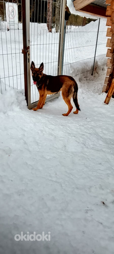 Saksanpaimenkoira uros