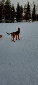 Saksanpaimenkoira uros (4 valokuva sivusta 5)