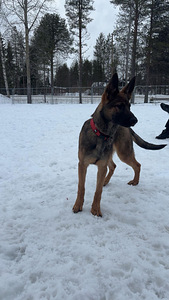 Koirat etsii kotia (1 valokuva sivusta 3)