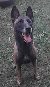 Koirat etsii kotia (2 valokuva sivusta 3)