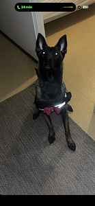 Malinois narttu (2 valokuva sivusta 4)