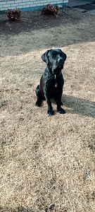 Cane corso (1 valokuva sivusta 1)