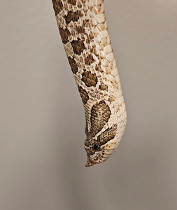 Siankärsäkäärme paketti (3 valokuva sivusta 3)