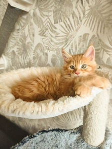 Maine Cooni kassipojad | Cream, Red, Black Silver Classic Tabby (2 foto / 9)