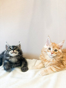 Maine Cooni kassipojad | Cream, Red, Black Silver Classic Tabby (5 foto / 9)