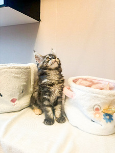 Maine Cooni kassipojad | Cream, Red, Black Silver Classic Tabby (7 foto / 9)