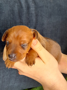 Zwergpinscher, kääbuspintser (5 foto / 5)