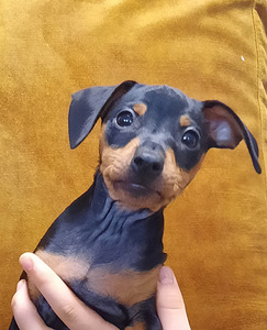 Miniatuurne pintser , Zvergpinscher (2 foto / 5)