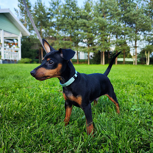 ZVERGPINSCHER, KÄÄBUSPINTSER, MINIATUURNE PINTSER (2 foto / 4)