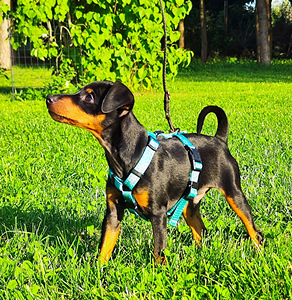 ZVERGPINSCHER, KÄÄBUSPINTSER, MINIATUURNE PINTSER (3 foto / 4)