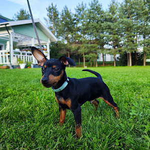 ZVERGPINSCHER, KÄÄBUSPINTSER, MINIATUURNE PINTSER (4 foto / 4)