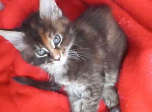 Мейн-кун котята (3 фото из 8)