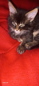 Мейн-кун котята (6 фото из 8)