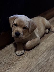 Щенки Лабрадор-ретривер (4 фото из 9)