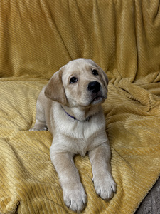 Щенки Лабрадор-ретривер (1 фото из 9)