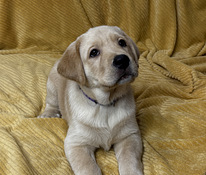 Щенки Лабрадор-ретривер